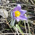Igor Balashov · CC BY 4.0 · GBIF