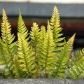 Andrew Cunnington · CC0 1.0 · GBIF
