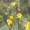 Morten Ross · CC BY 4.0 · GBIF