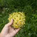 Diogo Luiz · CC BY 4.0 · GBIF