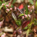 Heng Chian Li · CC BY 4.0 · GBIF