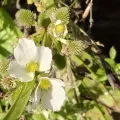 Sinaloa Silvestre · CC0 1.0 · GBIF