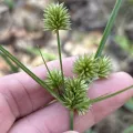 Sam Kieschnick · CC BY 4.0 · GBIF