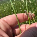 Melanie J. Davis · CC BY 4.0 · GBIF