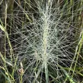 Barbara Banfield · CC BY 4.0 · GBIF