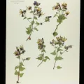 Denver Botanic Gardens · CC0 1.0 · GBIF