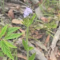 Scott W. Gavins · CC BY 4.0 · GBIF