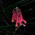Peter Crowcroft · CC BY 4.0 · GBIF