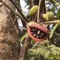 Raja Sekhar Chimirala · CC BY 4.0 · GBIF