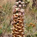 Leonardo Ancillotto · CC BY 4.0 · GBIF