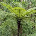 Denis Bastianelli · CC BY 4.0 · GBIF