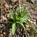 David Sandler · CC BY 4.0 · GBIF