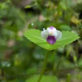 Sagnik Dutta Roy · CC BY 4.0 · GBIF