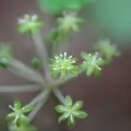 Daniel J. Layton · CC BY 4.0 · GBIF