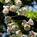 葉子 · CC0 1.0 · GBIF