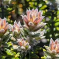 Denis Bastianelli · CC BY 4.0 · GBIF