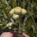 Denis Bastianelli · CC BY 4.0 · GBIF