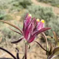 James H. Thomas · CC BY 4.0 · GBIF