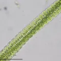 Luka S. (someplant) · CC0 1.0 · GBIF