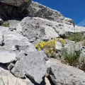 Javna ustanova Park prirode Velebit · CC BY 4.0 · GBIF