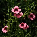 desertnaturalist · CC BY 4.0 · GBIF