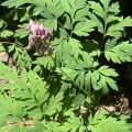 sholsenbeck · CC0 1.0 · GBIF