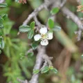 Edmundas Greimas · CC BY 4.0 · GBIF