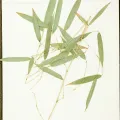 Botanical Research Institute of Texas · CC0 1.0 · GBIF