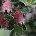Patricia Rose · CC BY 4.0 · GBIF