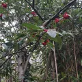 Claire Capdevila-Wright · CC0 1.0 · GBIF