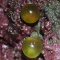 Erin McKittrick · CC BY 4.0 · GBIF