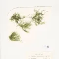 Naturalis Biodiversity Center · CC0 1.0 · GBIF