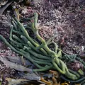 nmoorhatch · CC BY 4.0 · GBIF