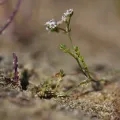 Flavien Saboureau · CC BY 4.0 · GBIF