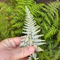 David LaMagna · CC BY 4.0 · GBIF