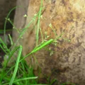 Unknown · CC0 1.0 · GBIF