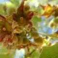 Clare Pearce · CC BY 4.0 · GBIF