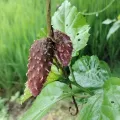Bharat Godambe · CC BY 4.0 · GBIF