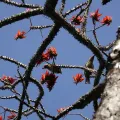 Paulmathi Vinod · CC BY 4.0 · GBIF