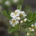 Marios Thoma · CC BY 4.0 · GBIF