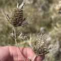 Sam Kieschnick · CC BY 4.0 · GBIF