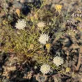 Rachel Stringham · CC BY 4.0 · GBIF