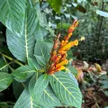 Rachel Lee Harper · CC BY 4.0 · GBIF