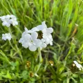 wildflowerwatching · CC BY 4.0 · GBIF