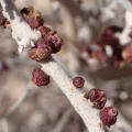 nmoorhatch · CC BY 4.0 · GBIF