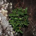 Lucas Christofides · CC BY 4.0 · GBIF