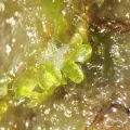 Perry Gunnar Larsen · CC BY 4.0 · GBIF