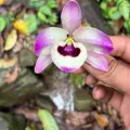 chintan sheth · CC BY 4.0 · GBIF