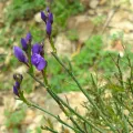 Olivier Argagnon · CC BY 4.0 · GBIF