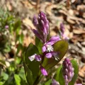 FloraJenensis · CC BY 4.0 · GBIF